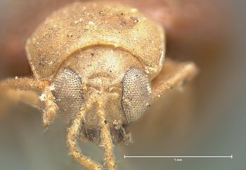 Media type: image;   Entomology 18385 Aspect: head frontal view